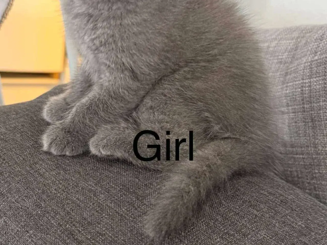 Billede 3 - 2 boy and 1 beautiful baby girl British shorthair