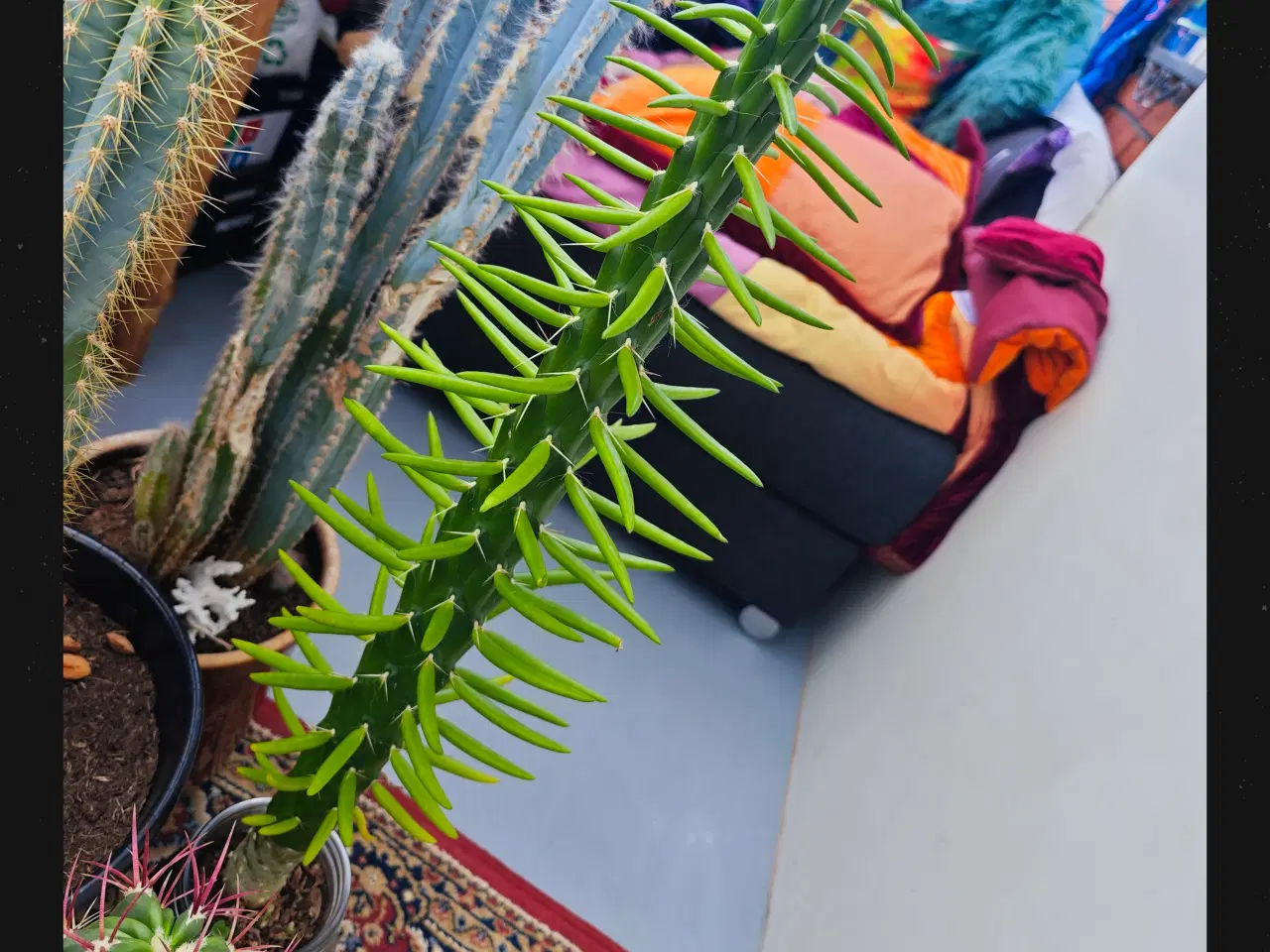 Billede 12 - Sukkulenter og Kaktusser (hjemmeprojekt)