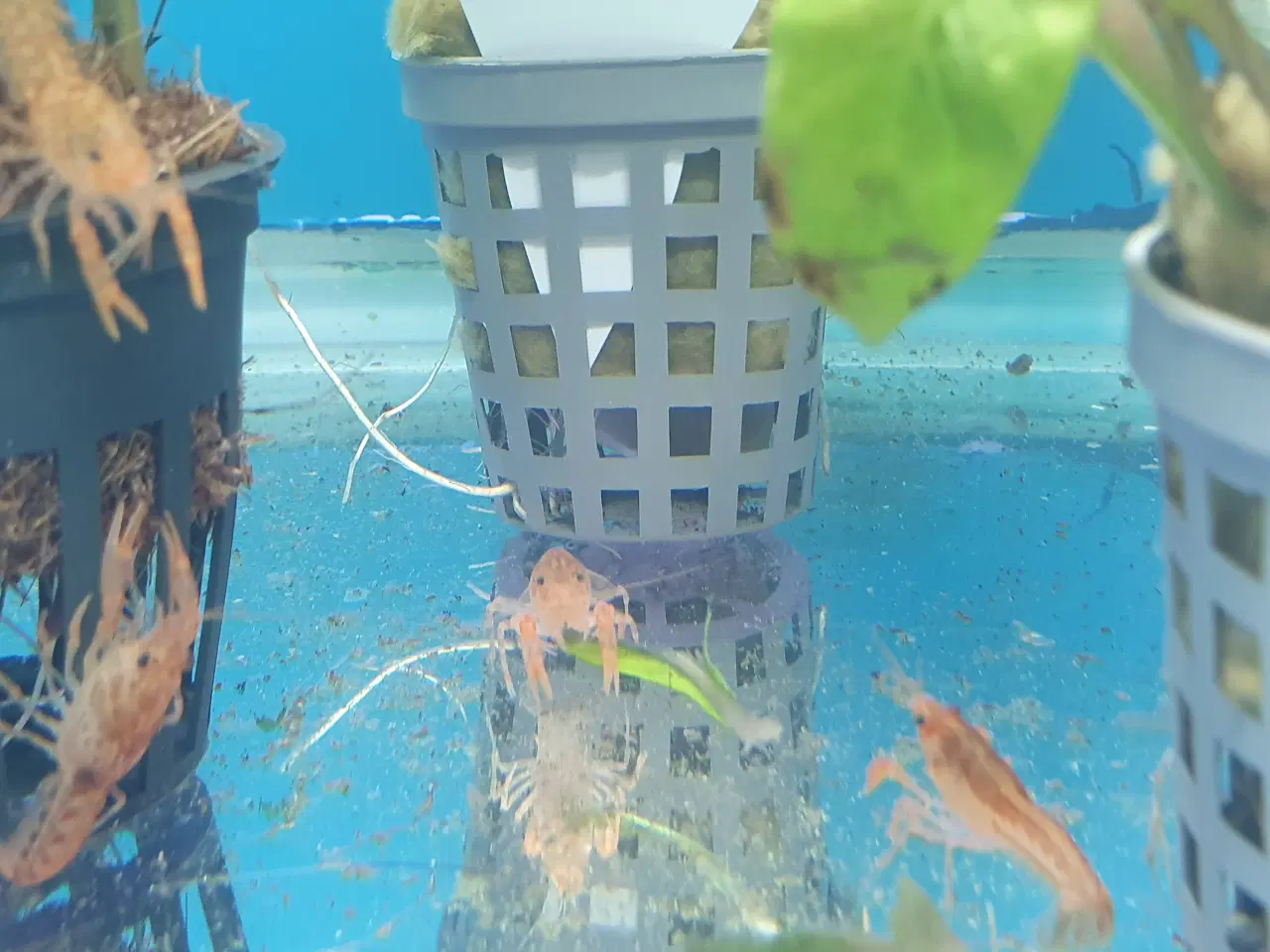 Billede 3 - CPO Krebs – Orange & Blå sælges 🦞