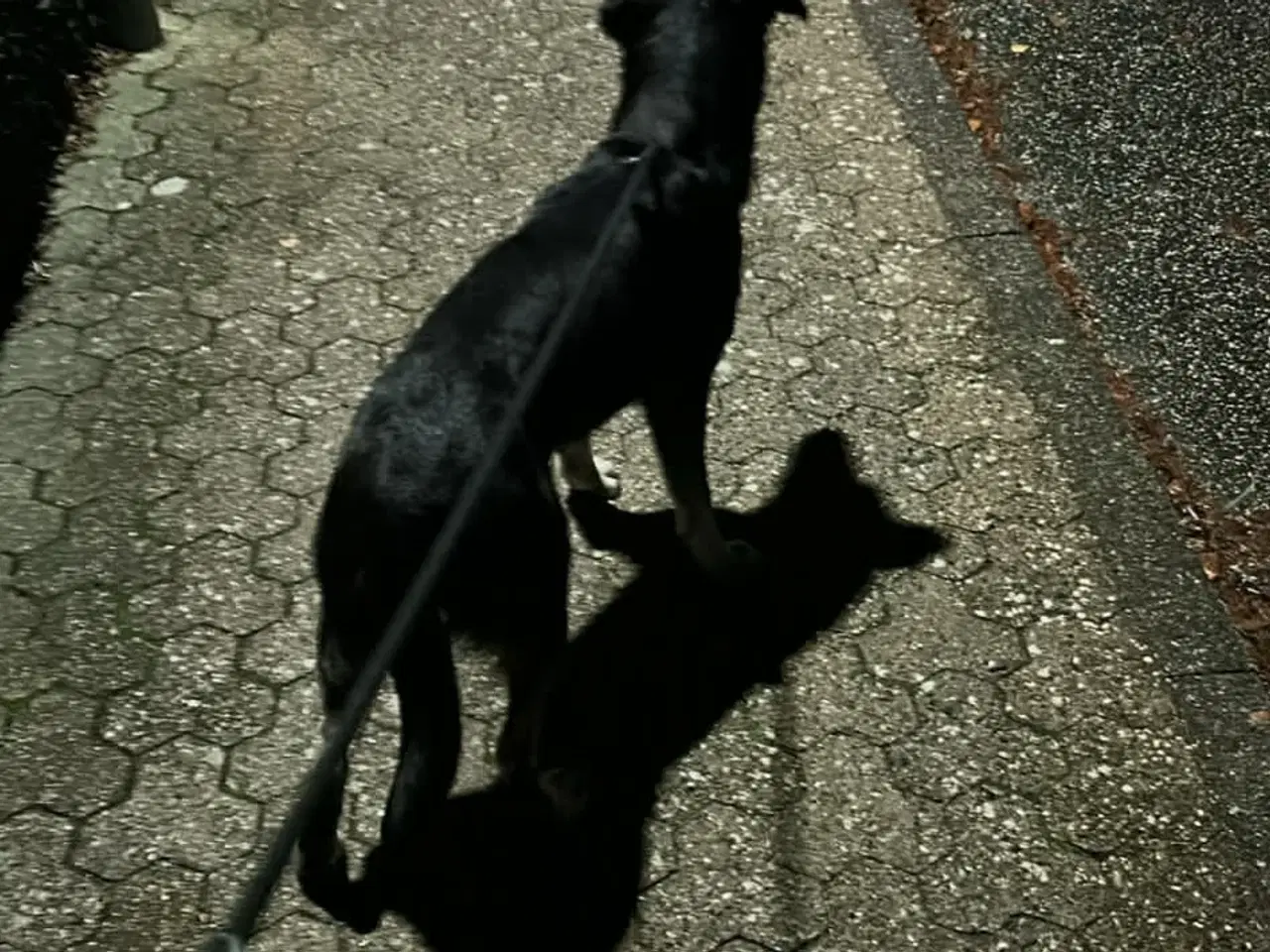 Billede 3 - Dejlig familie hund