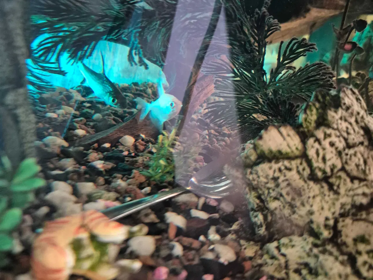 Billede 1 - Gratis fisk 