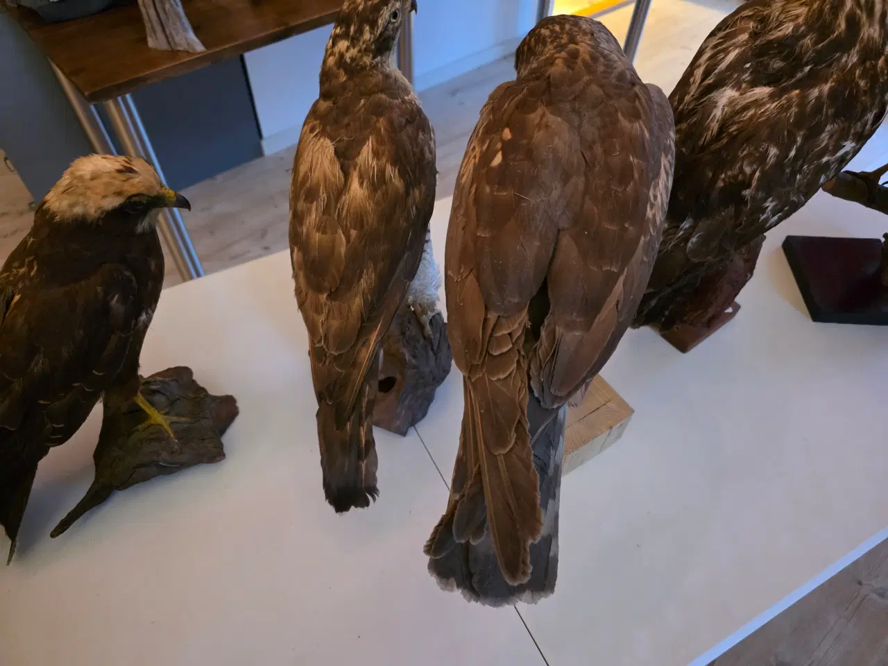 Billede 13 - Rovfugle, sælges samlet eller hver for sig