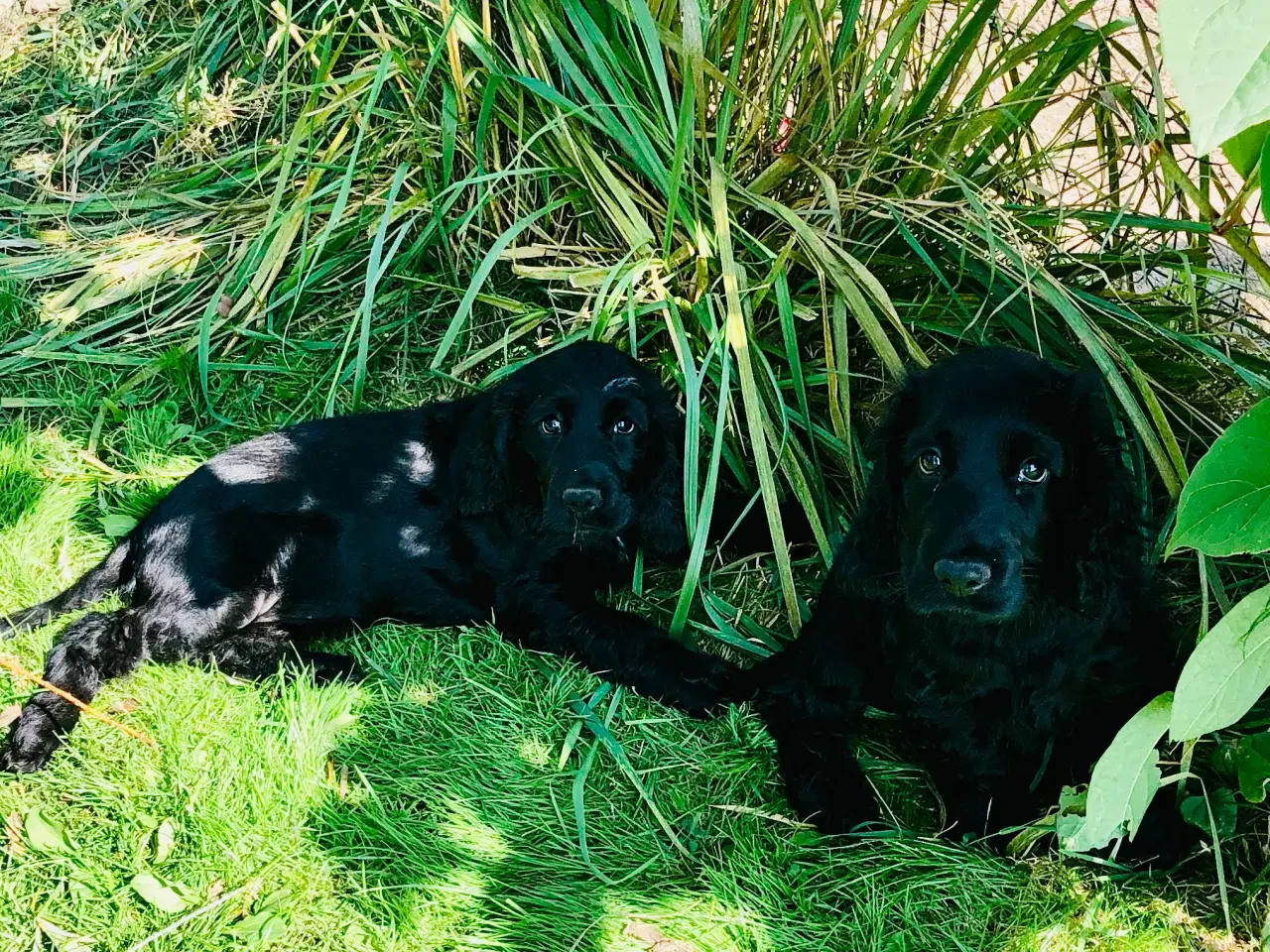 Billede 5 - Engelsk Cocker spaniel