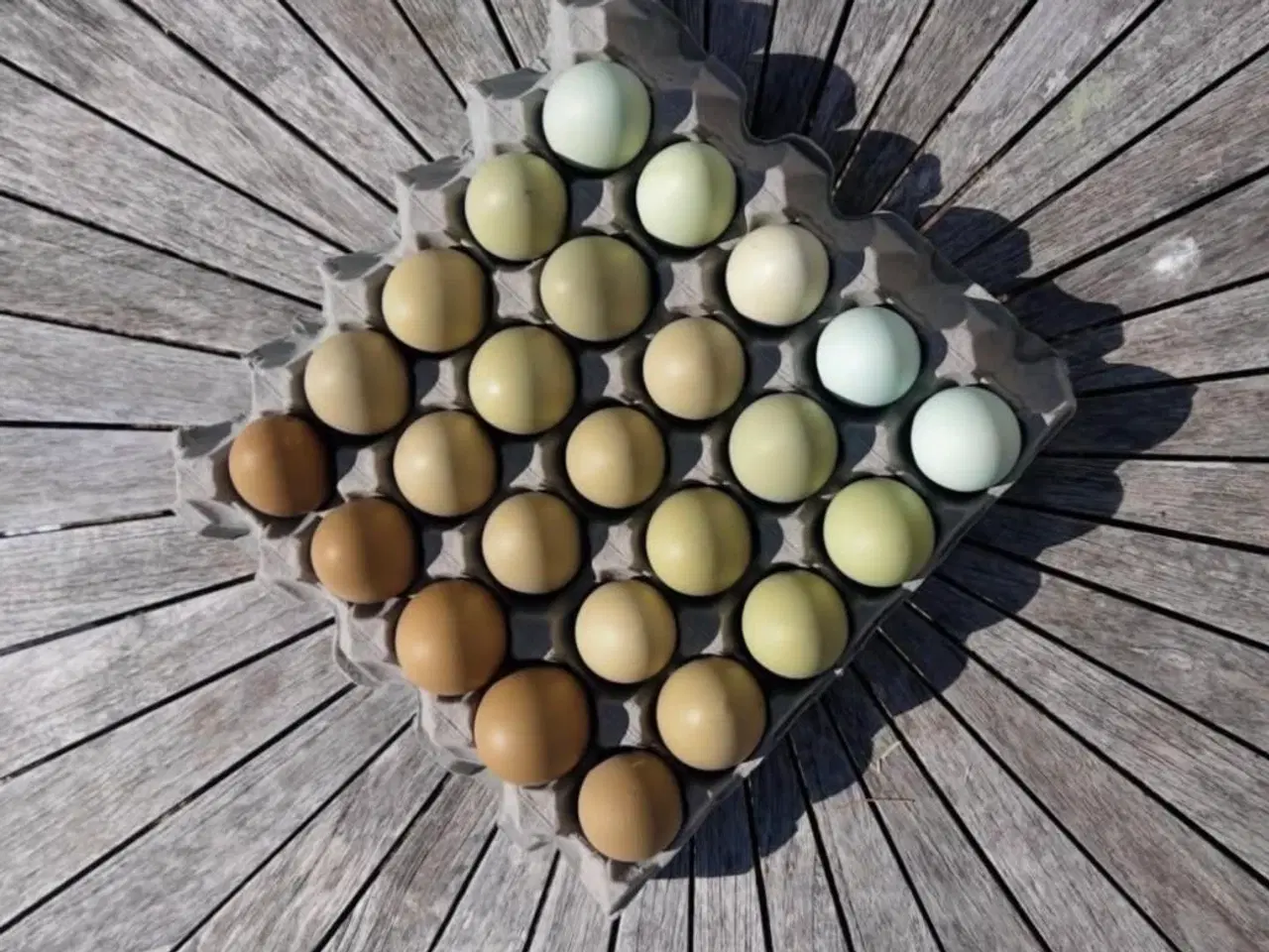 Billede 7 - Små kyllinger/daggamle kyllinger 