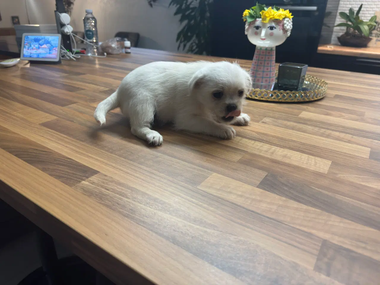 Billede 10 - Poshun hvalpe