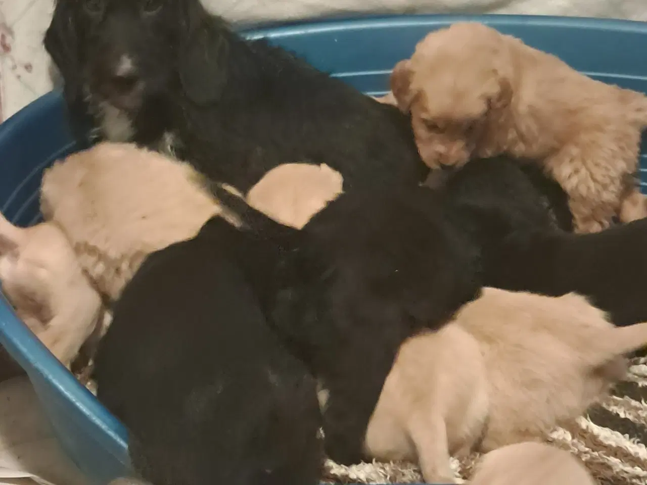 Billede 1 - De sødeste skønneste blandingshvalpe