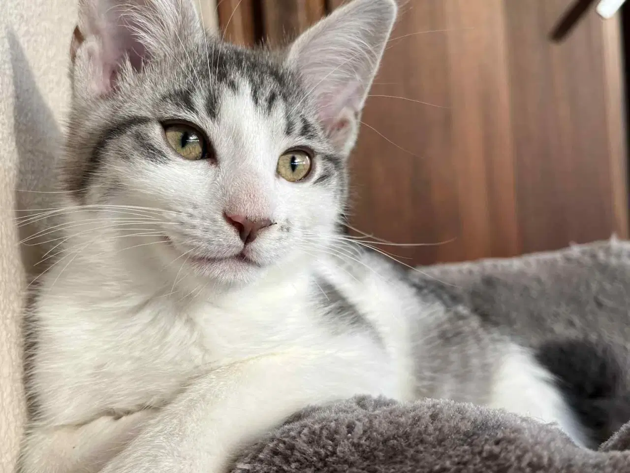 Billede 3 - Hunkilling, hvor mor er Maine Coon