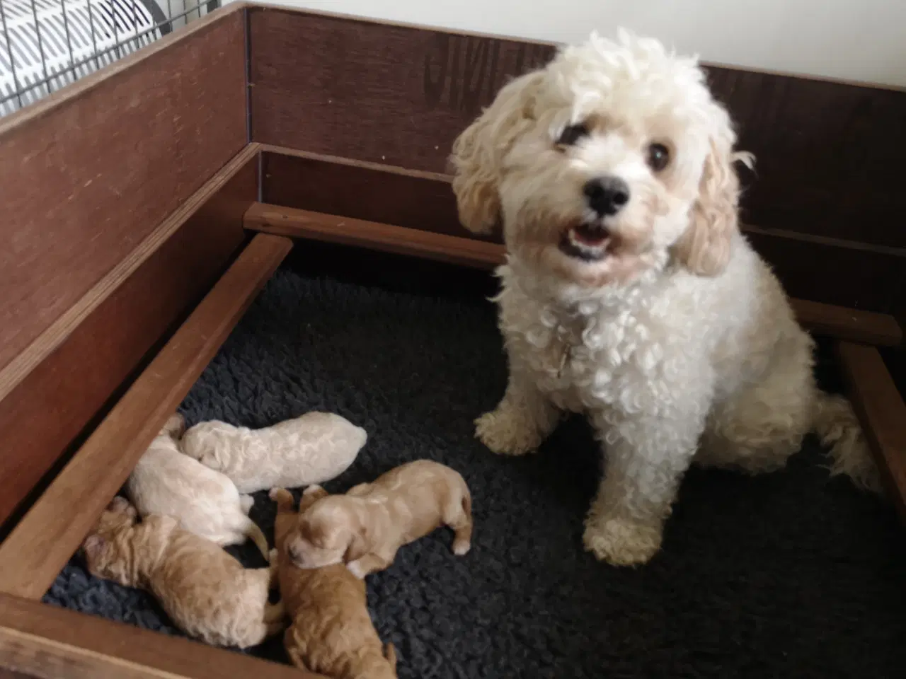 Billede 3 - Cavapoo hvalpe