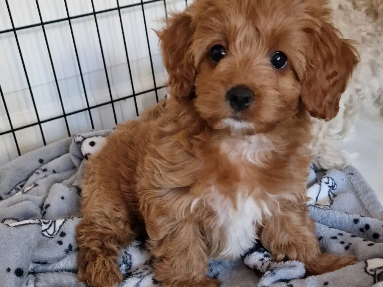 Billede 16 - Havapoo Bamser Puddel & Bichon Havanais