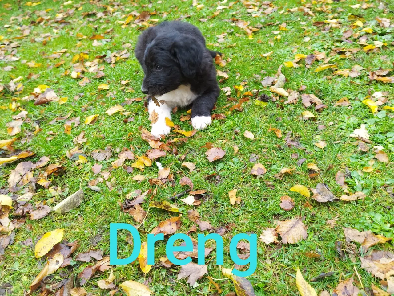 Billede 7 - Bordoodle (Border Collie & Poodle Mix):