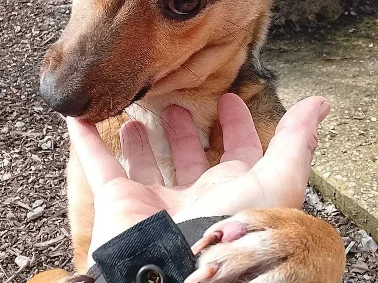 Billede 5 - Obi søger 4ever familie 🐾