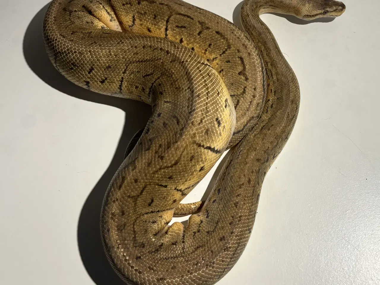 Billede 1 - Kongepython hun – klar til nyt hjem