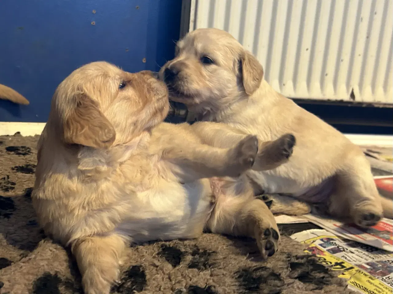 Billede 9 - Skønne Golden Retriever 