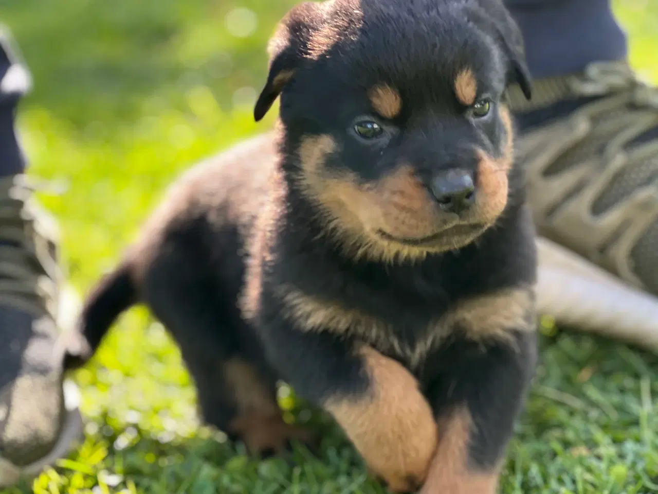 Billede 2 - Rottweiler hvalpe 