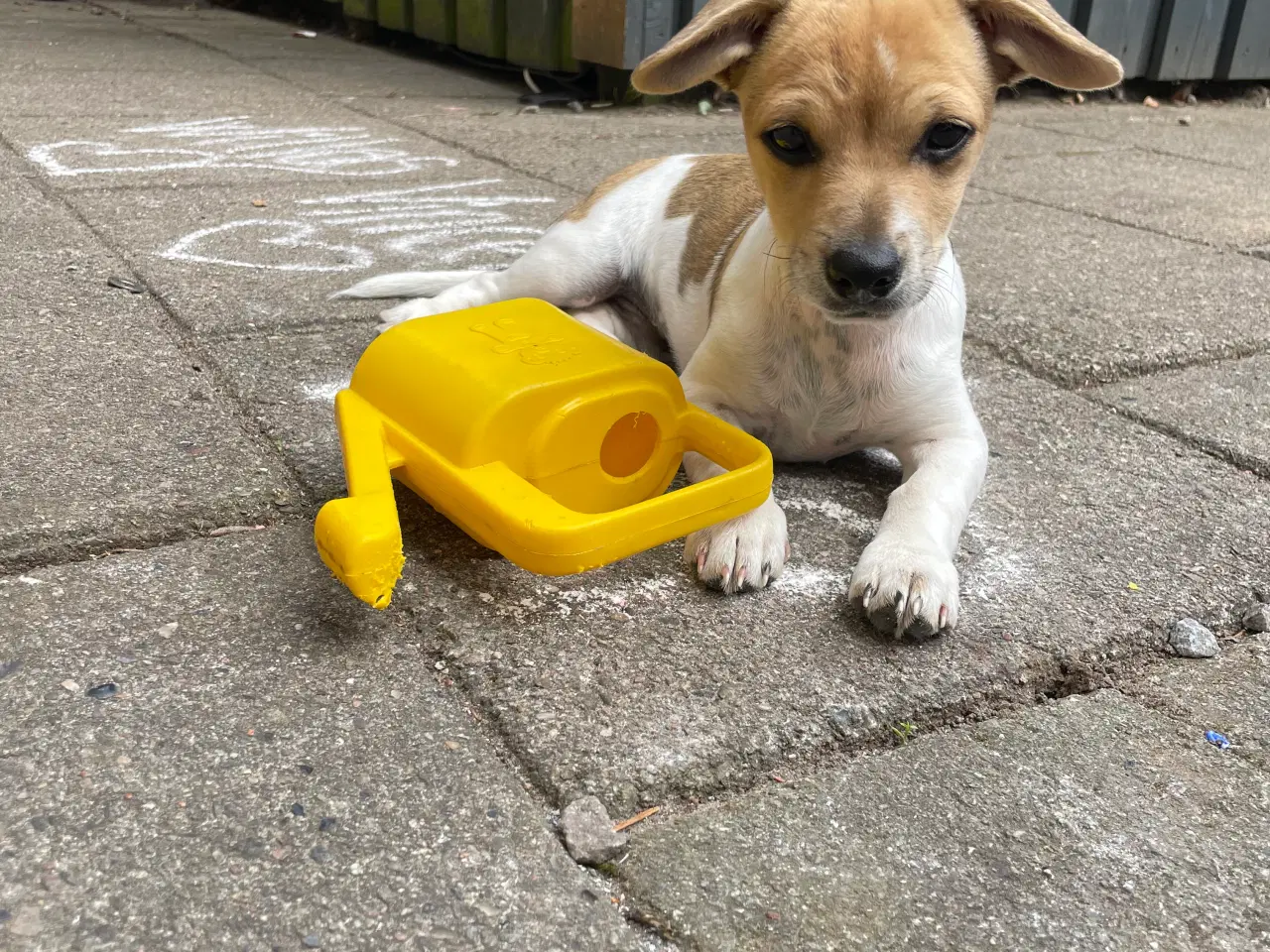 Billede 4 - Jack Russell blanding 