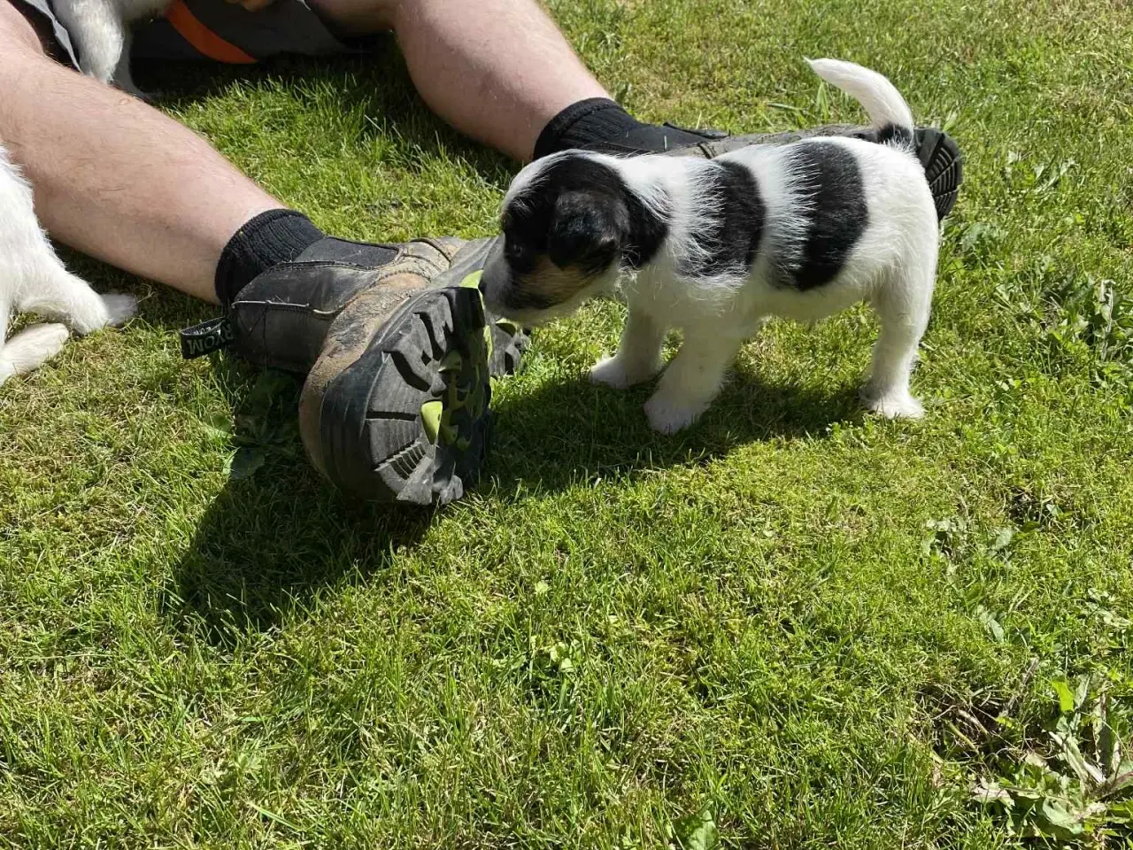 Billede 2 - Jack russel hvalpe 