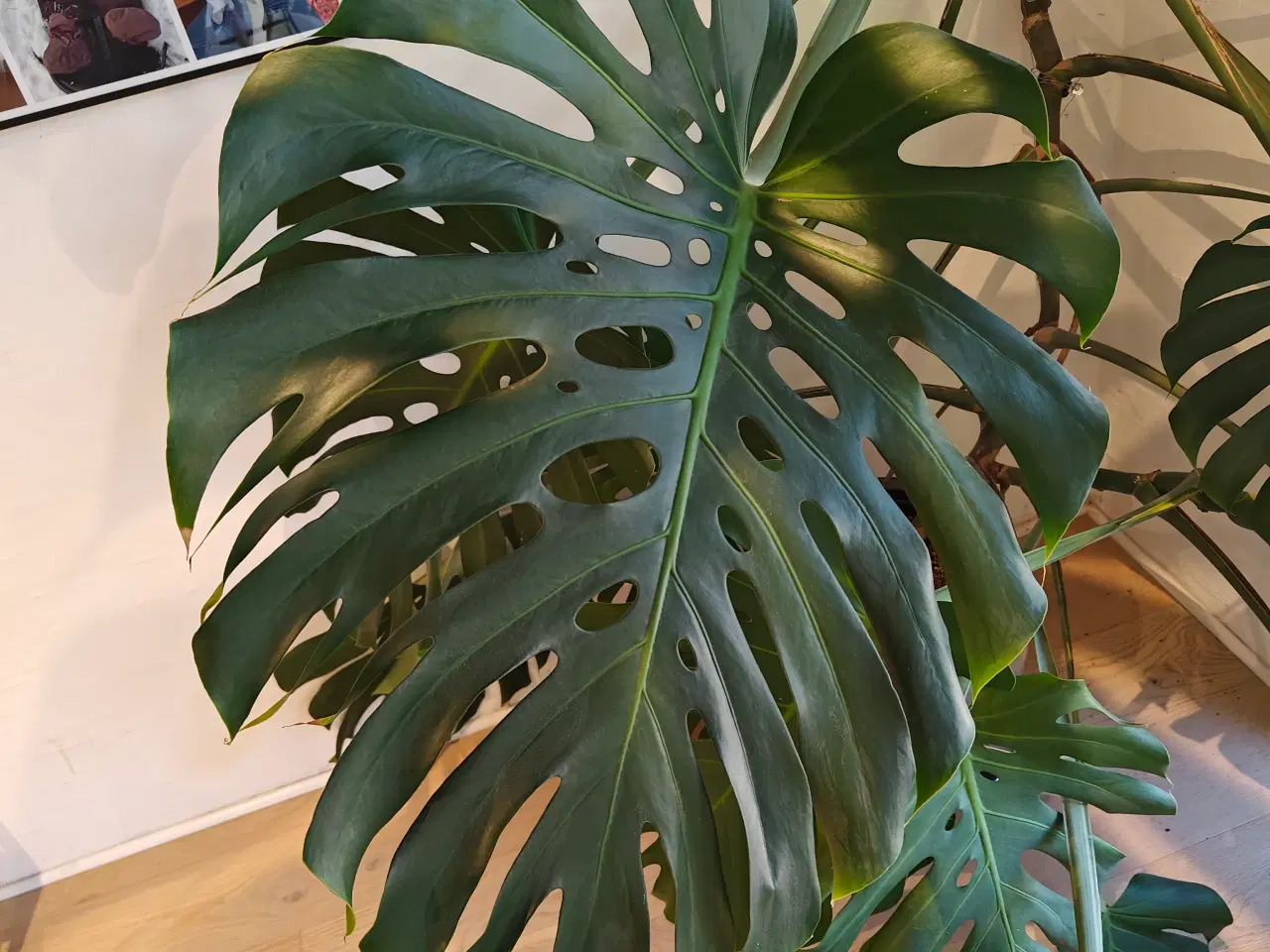 Billede 2 - Monstera / fingerphilodendron