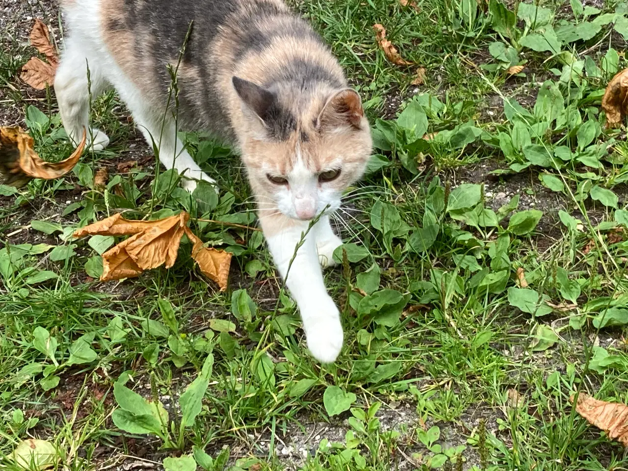 Billede 7 - Kat nogle der savner den? 