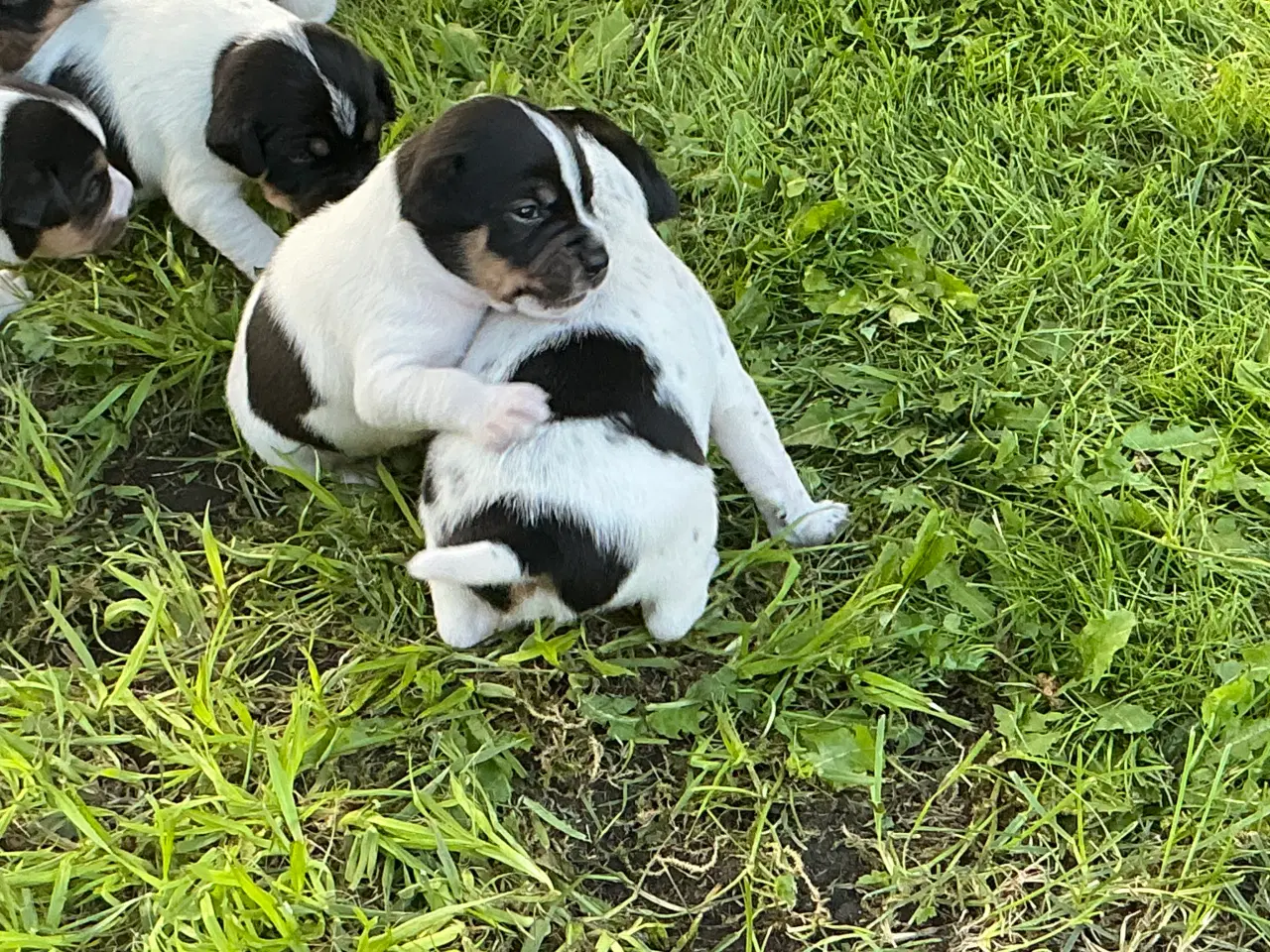 Billede 2 - Dansk-Svensk Gårdhund - hvalpe sælges 