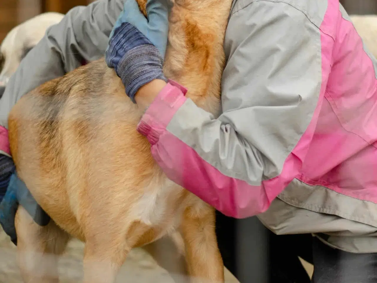 Billede 5 - Athena søger sin helt egen familie❤️