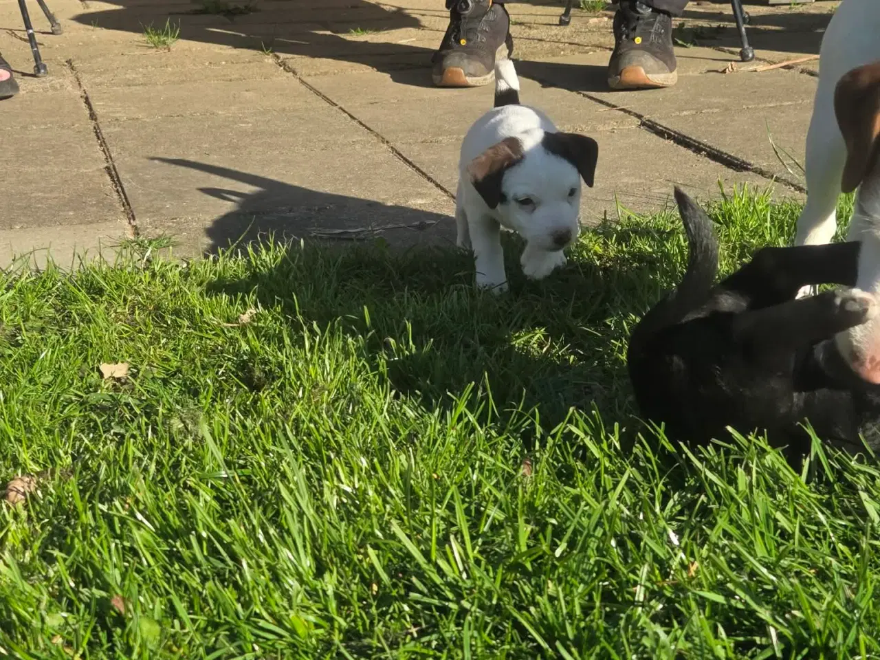 Billede 4 - Jack Russell Terrier hvalpe 