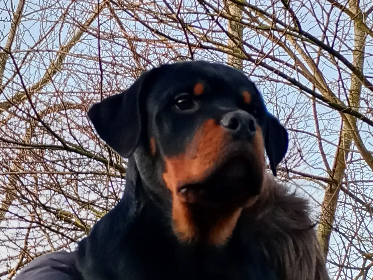 Billede 2 - Rottweiler tæve 6 mdr