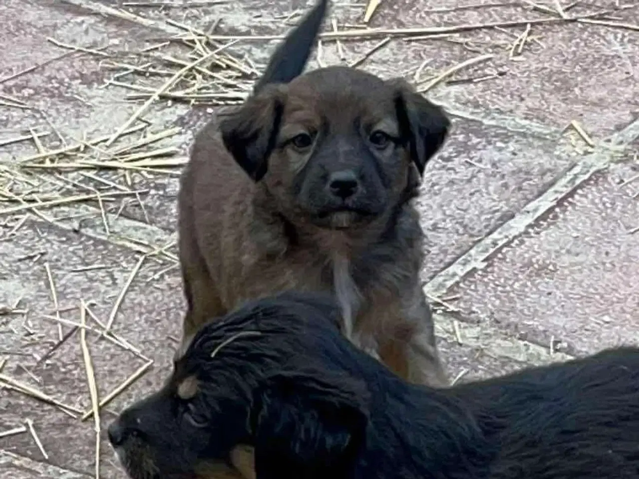 Billede 1 - Sugar søger sin egen familie🩷