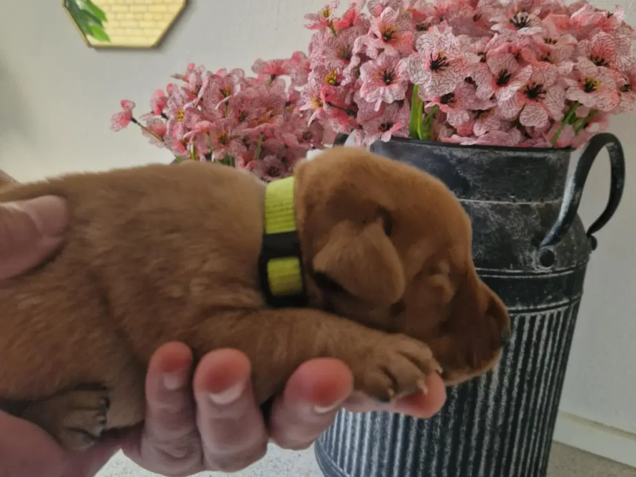 Billede 11 - Fox red labrador hvalpe