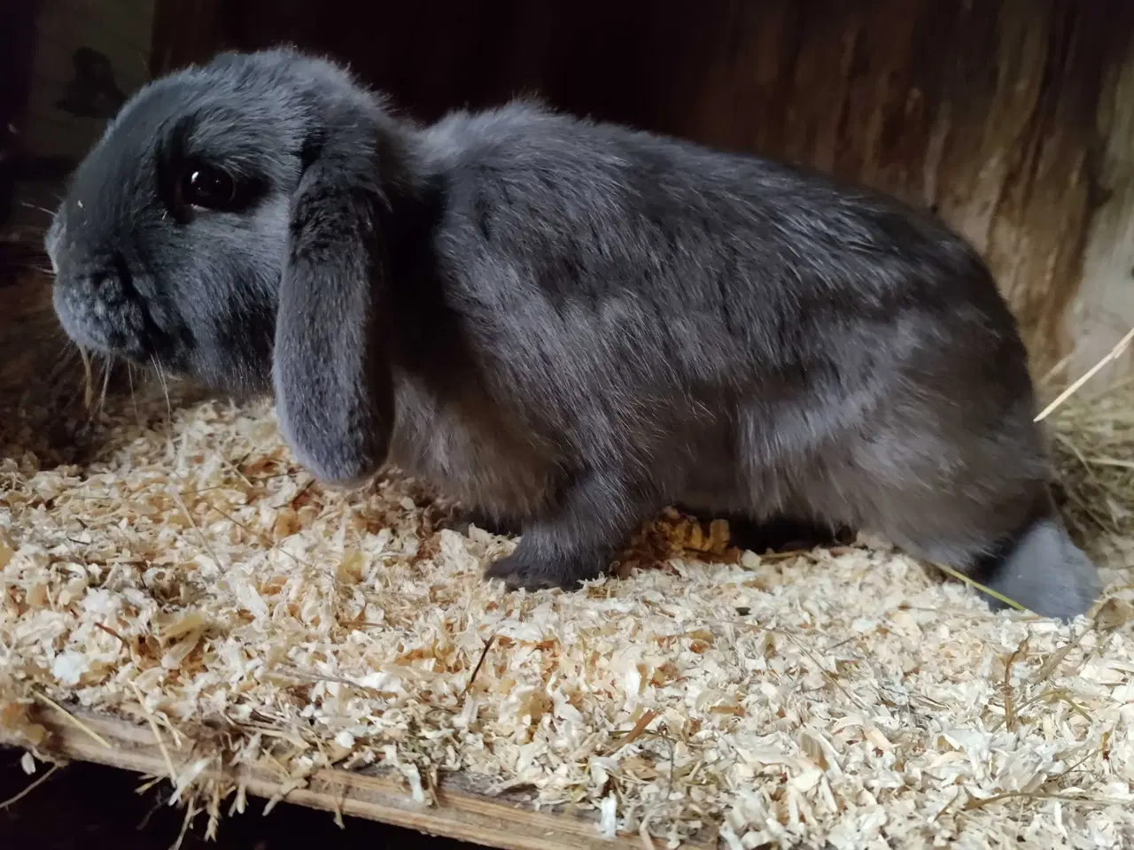 Billede 3 - Dværgvædder hanner, oplagt til avl