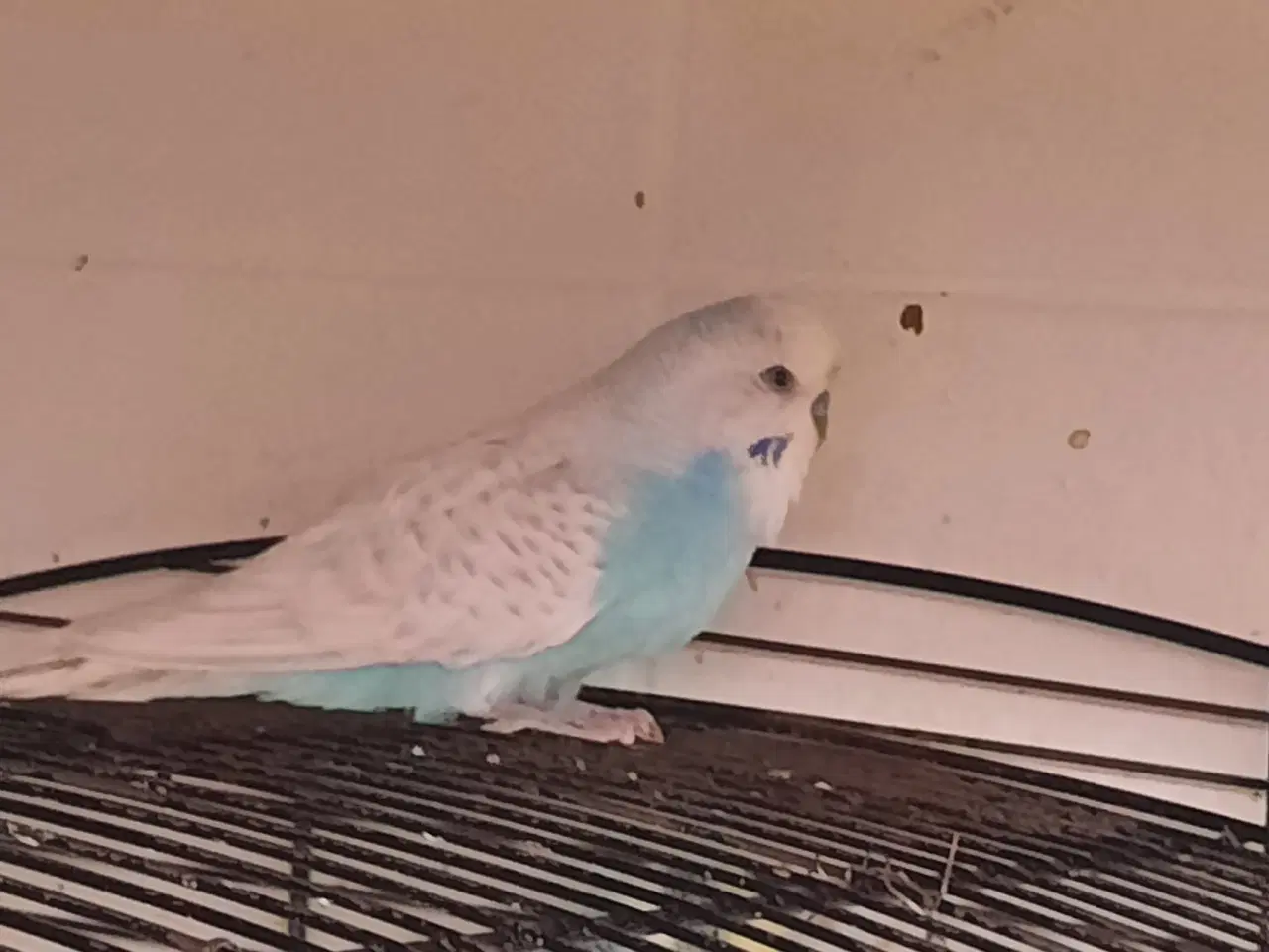 Billede 1 - To han-undulater sælges eller byttes med en hun-u