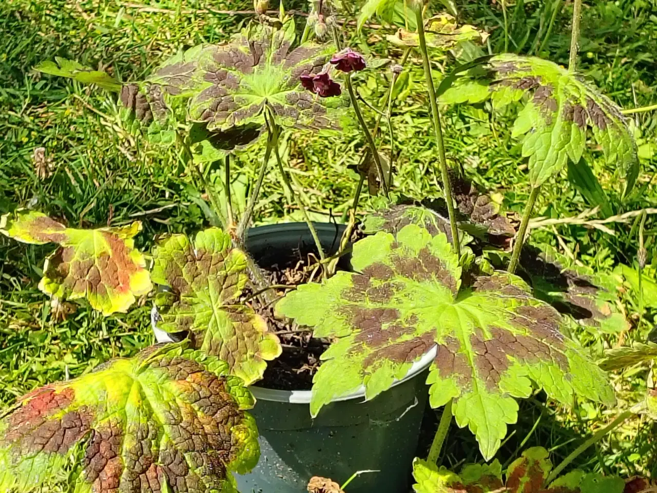 Billede 3 - Geranium m små mørkerøde blomster 