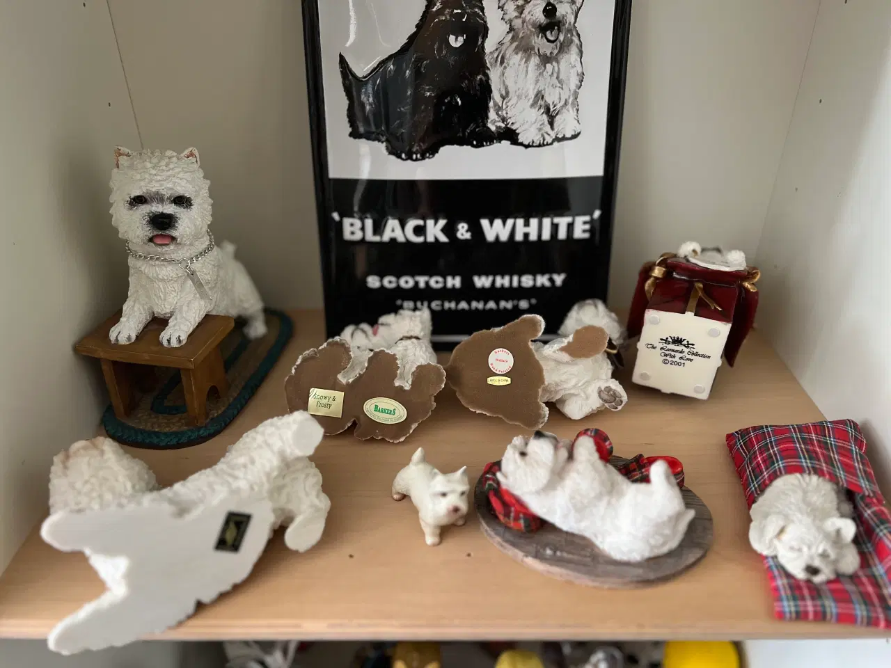 Billede 6 - West highland white terrie div.