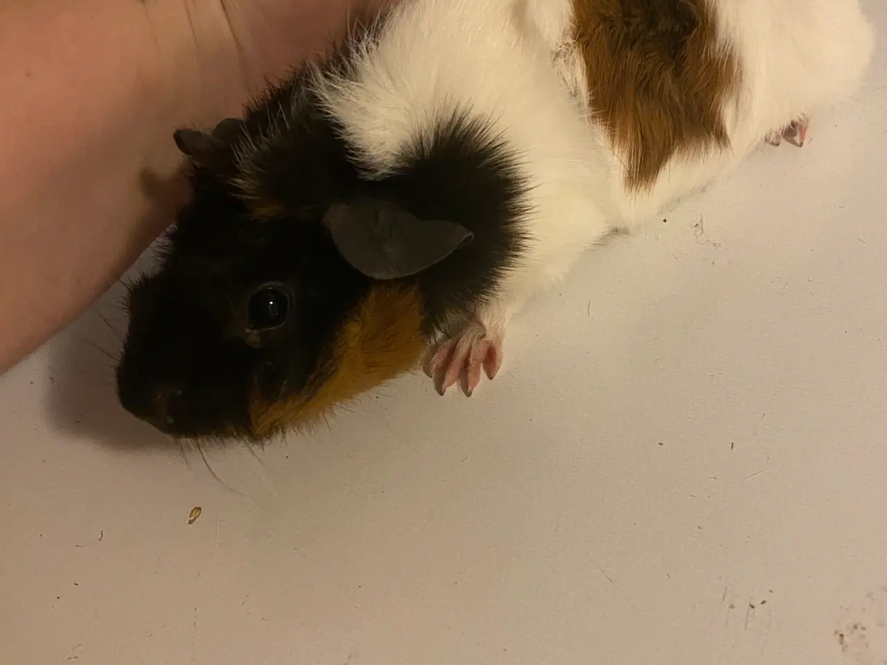 Billede 5 - 2 Hun marsvin 