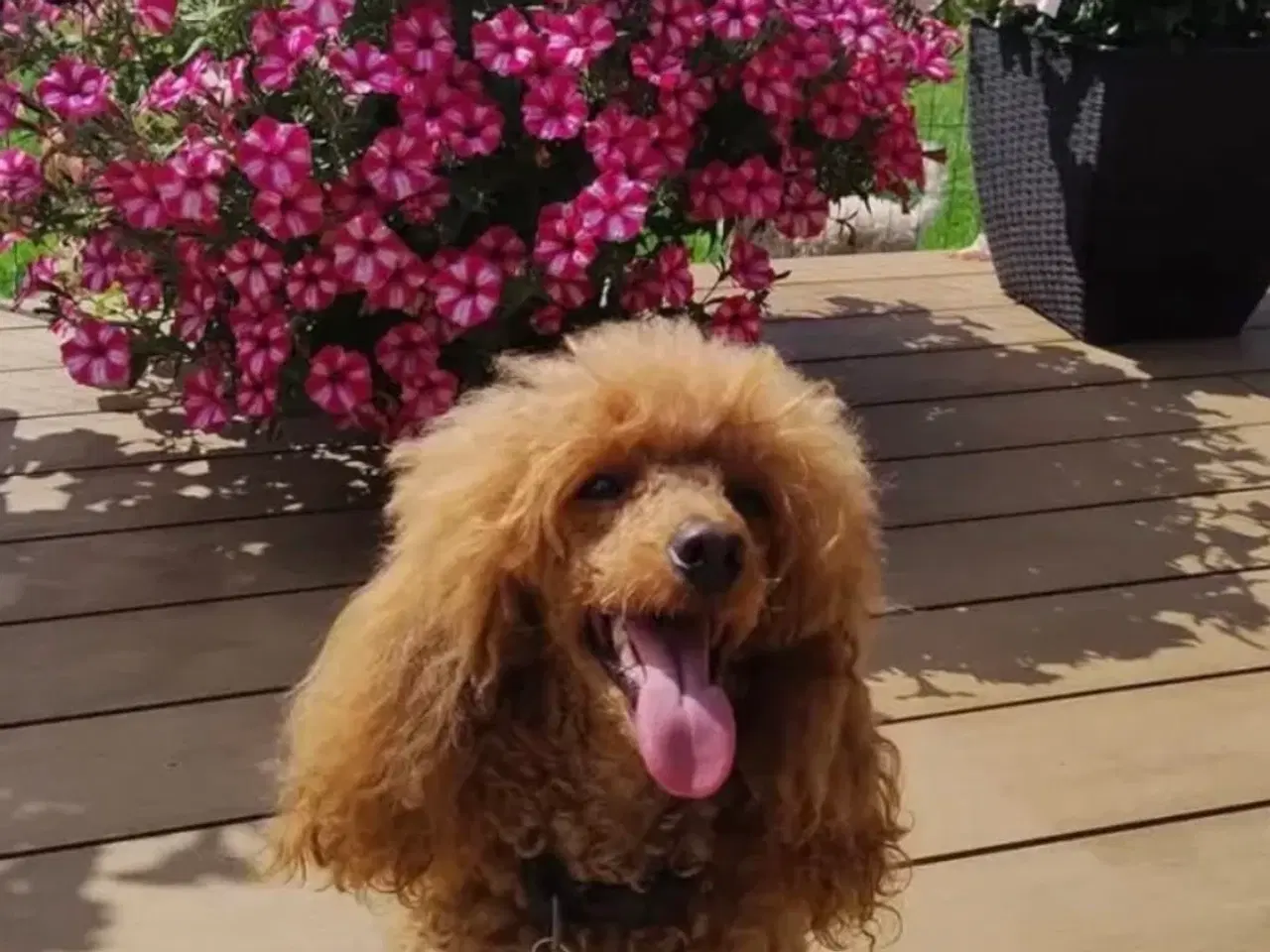 Billede 6 - Havapoo F1b