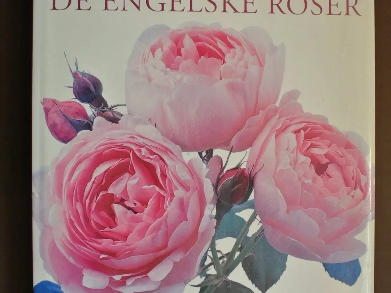 Billede 1 - de engelske roser , af david austin