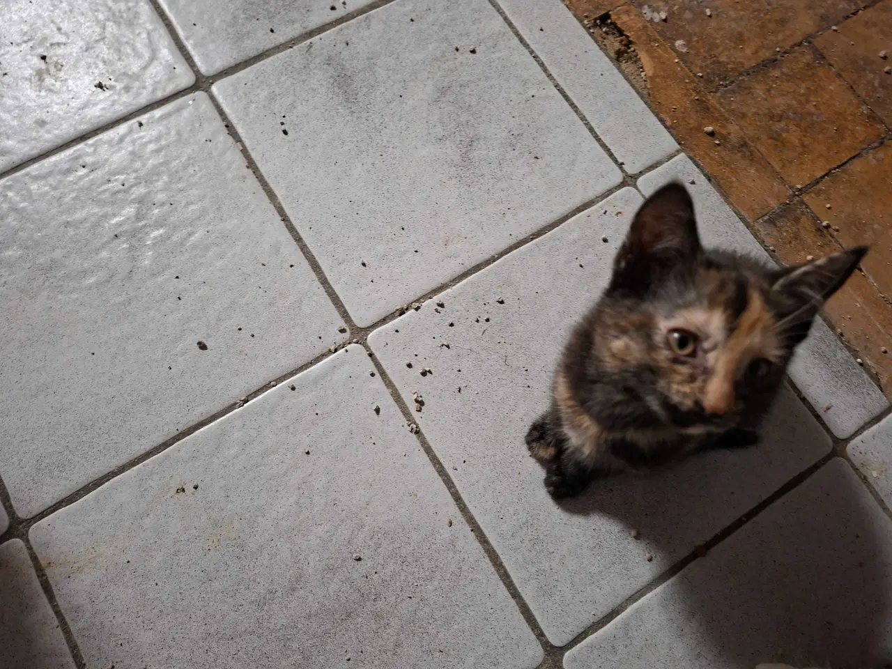 Billede 3 - Kattekillinger sælges