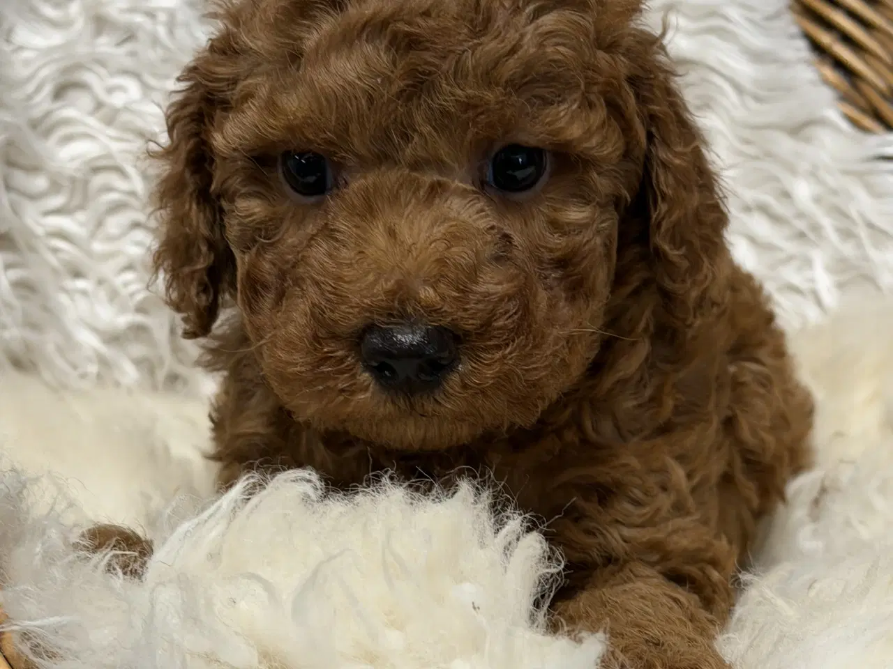 Billede 4 - Skønne Doodldoodle hvalpe 
