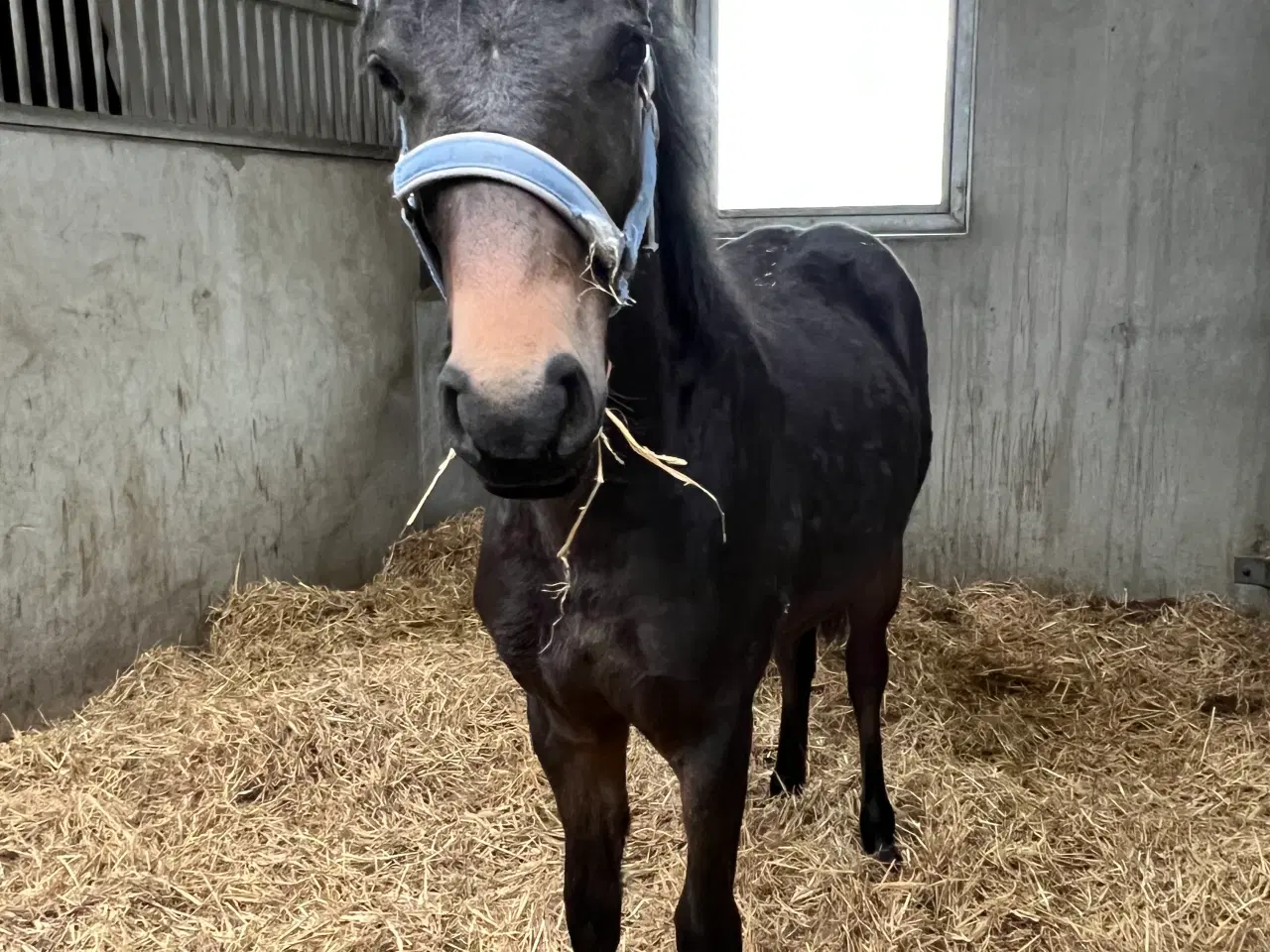 Billede 8 - Welsh pony 1 år