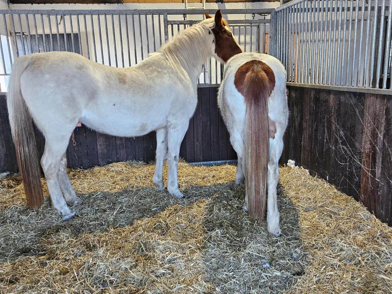 Billede 5 - Flot blanding på god størrelse
