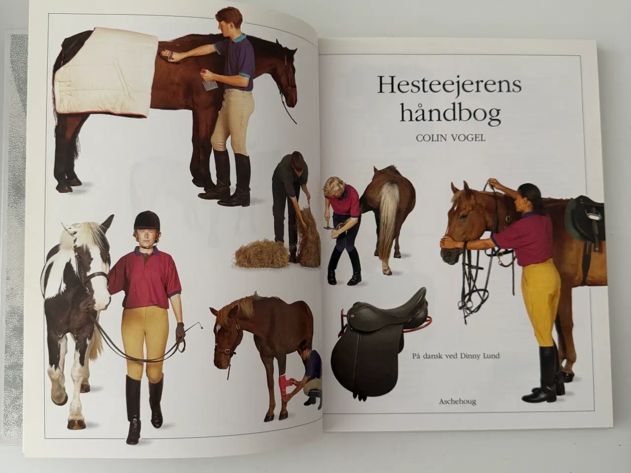 Billede 2 - Hesteejerens Håndbog - Ridehåndbog