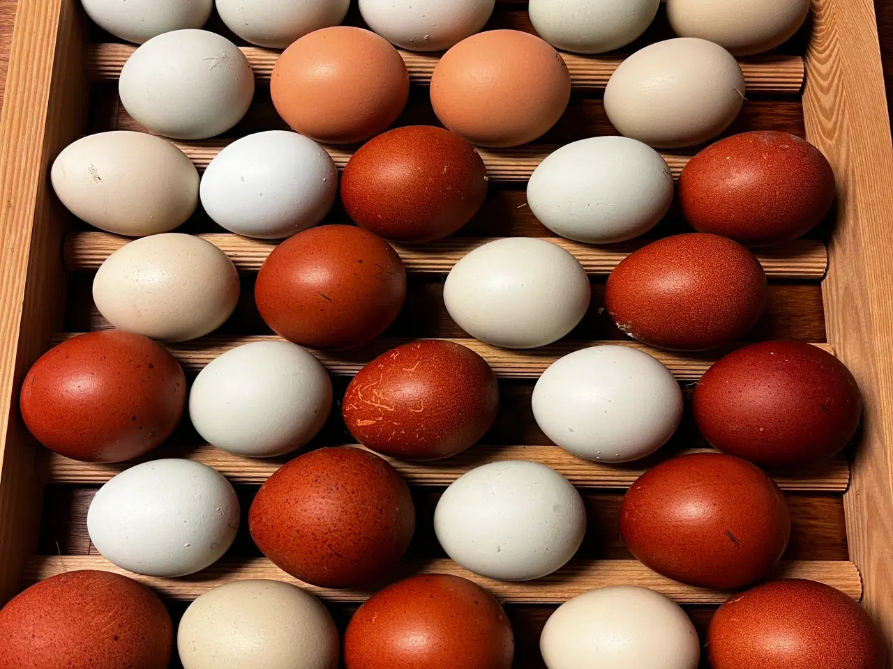 Billede 1 - Grønlægger rugeæg sælges