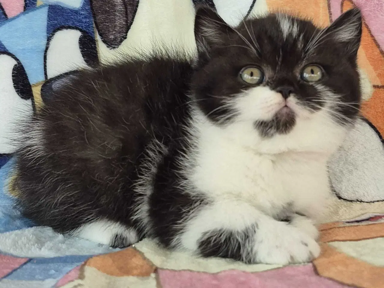 Billede 8 - British shorthair hunkilling