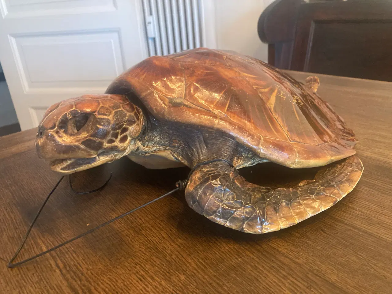 Billede 1 - udstoppet skildpadde 