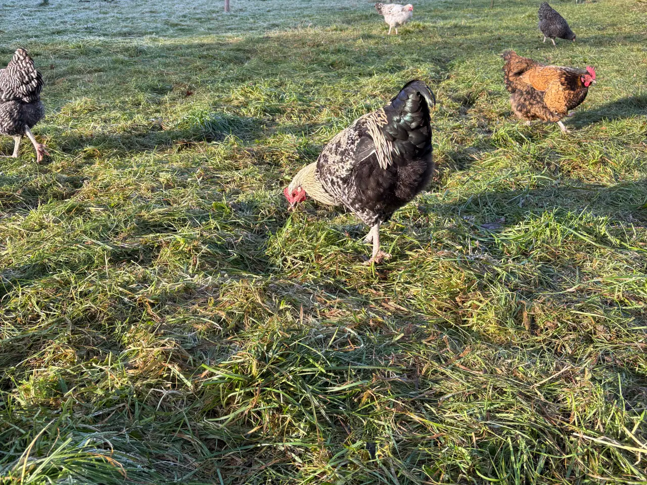 Billede 7 - Flotte hanner