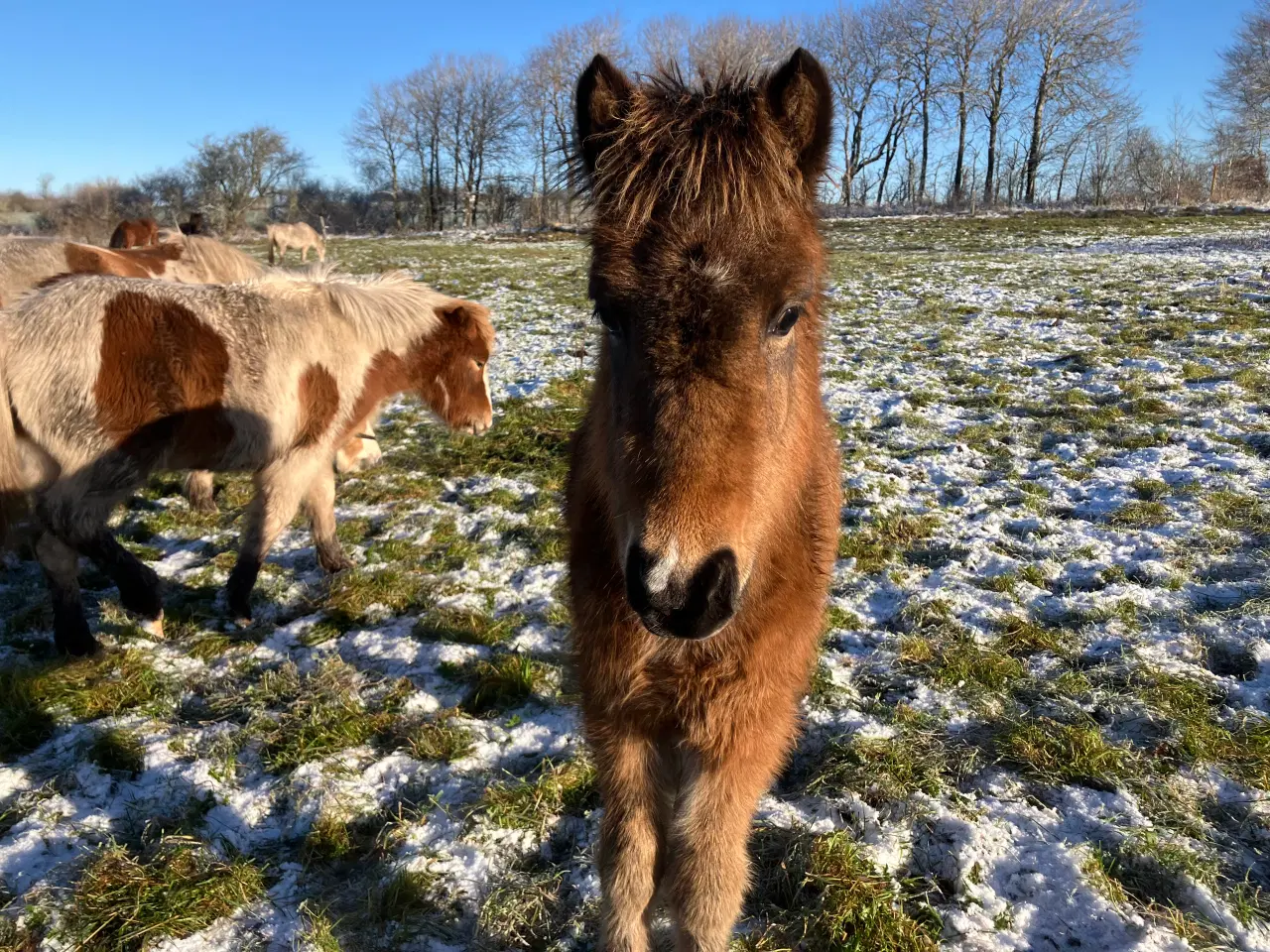 Billede 1 - Ponyføl, hingst