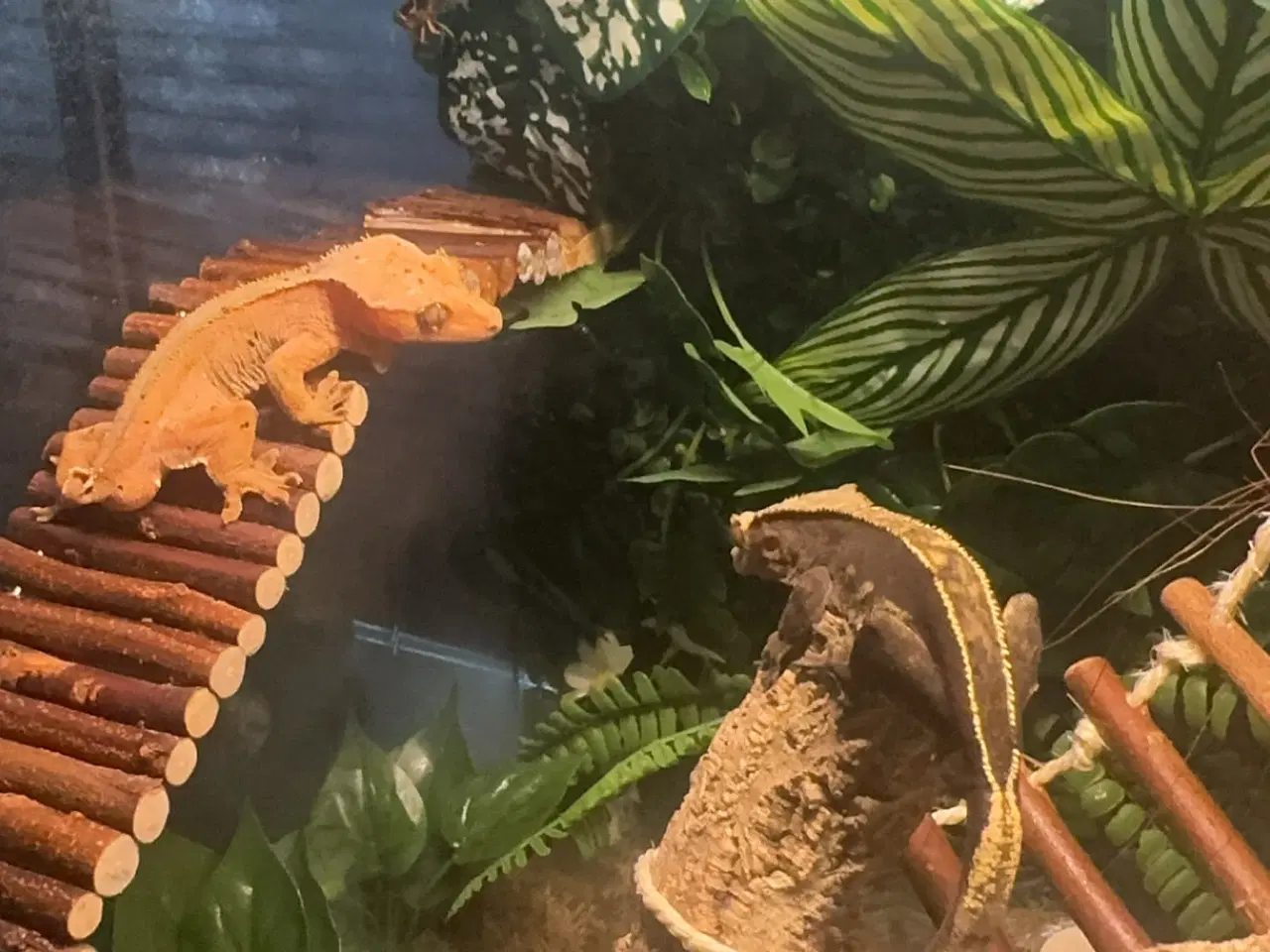 Billede 8 - Sød kronegekko han