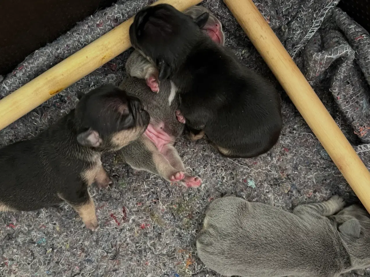 Billede 11 - Fransk bulldoghvalpe  pragteksemplar af forældre.