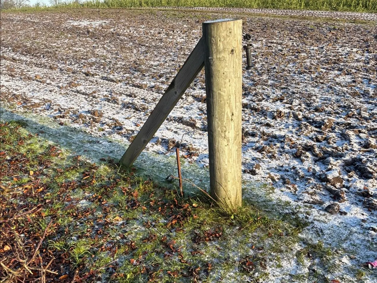 Billede 2 - Hegnspæle gratis 