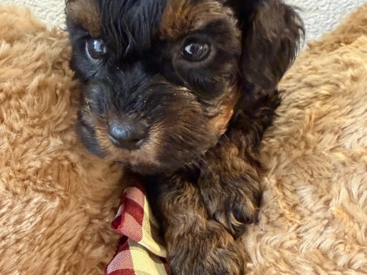 Billede 3 - Havapoo piger