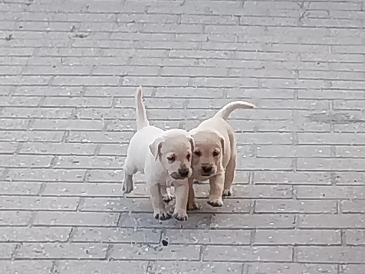 Billede 2 - Gule Labrador hvalpe.